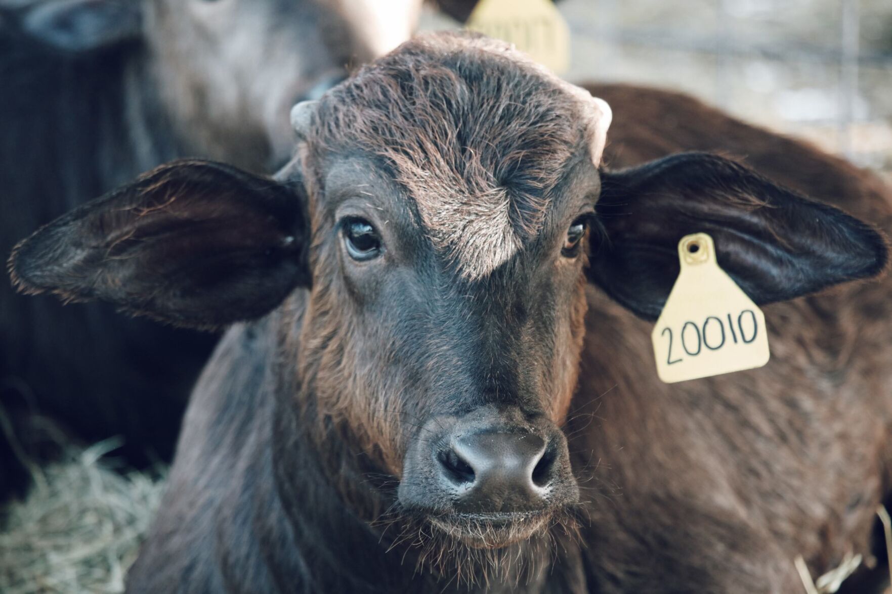 Water Buffalo calf